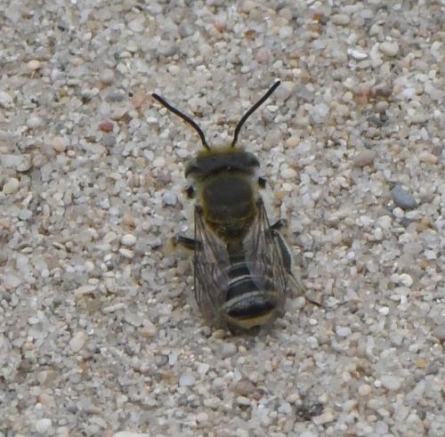 Réf. 233 524 : Megachile sp.